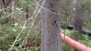 Гибнущая красота - ЛЮБЛИНСКОЕ ОЗЕРО