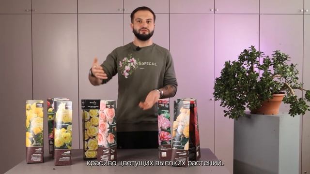 Розы в тубах для открытого грунта | Советы от Ильи Гомыранова