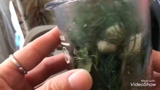 Обзор стационарного блендера Philips HR2603 смотреть онлайн