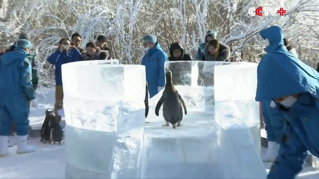 Пингвины катаются с горки в китайском Харбине смотреть онлайн