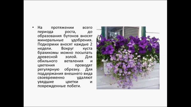 БРАХИКОМА