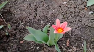 Цветут нарциссы и первые тюльпаны в Ростове-на-Дону