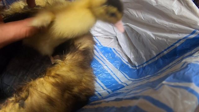 Утёнок. Выбросили в мусорный бак!!!! смотреть онлайн