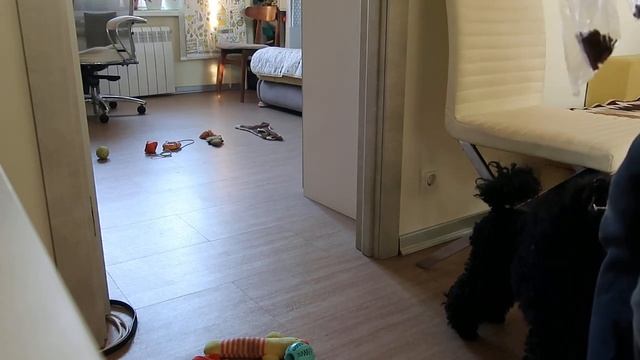 Einstein among dogs Poodle I'Nick chooses toys. Самая умная собака в мире Яник выбирает игрушки. смотреть онлайн