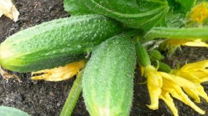 Как поливать огурцы в грунте