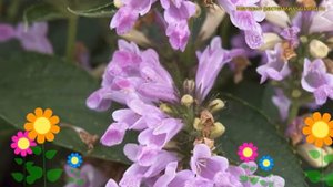 Котовник полусидячий Канди Кэт. Краткий обзор, описание характеристик nepeta manchuriensis Candy Ca