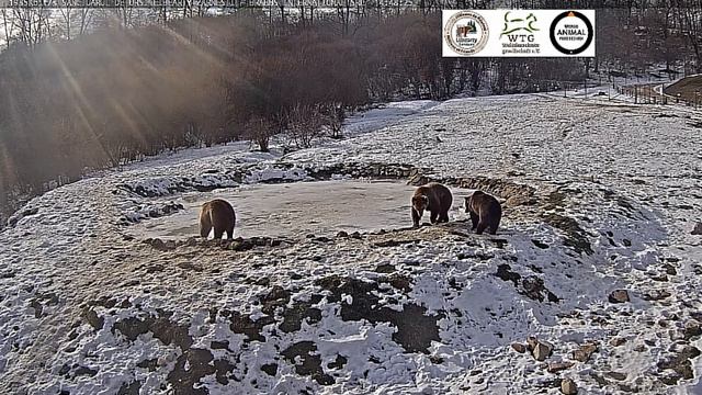 У мишки любимое занятие- лед ломать #Медведи#МедвежийУгол#Румыния смотреть онлайн