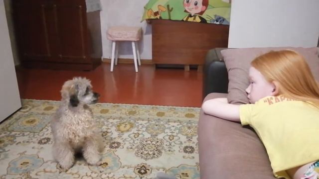 Фрося и Соня #домашнеевидео #собака #пудель #собакилюди