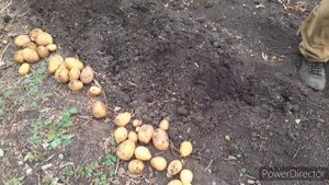 Навестил Есенина, привёз "лекарство". Жизнь в деревне