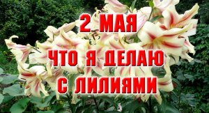 2 мая. Что я делаю с лилиями