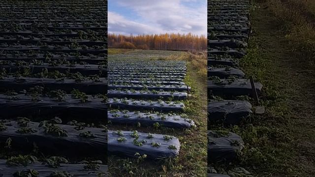 болячки на клубнике 22 октября 2022 год смотреть онлайн