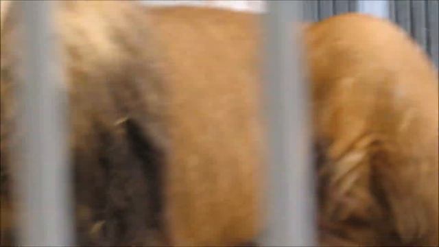 Лев Сэм на прогулке 25.03.2021 смотреть онлайн