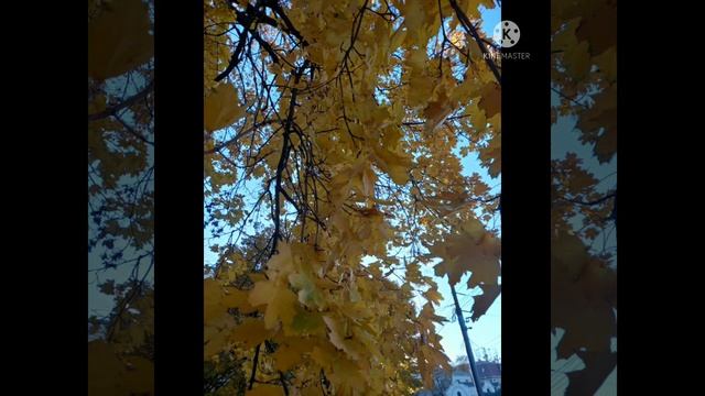 Жёлтый лист  #осень #осеннеенастроение #осенний #осеньзолотая #философияжизни #философскиестихи
