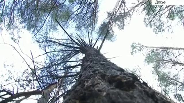 В алтайских лесах проснулись насекомые вредители смотреть онлайн