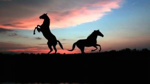 Wschód słońca w stadninie koni ( S. Krajewski - K. Dzikowski )