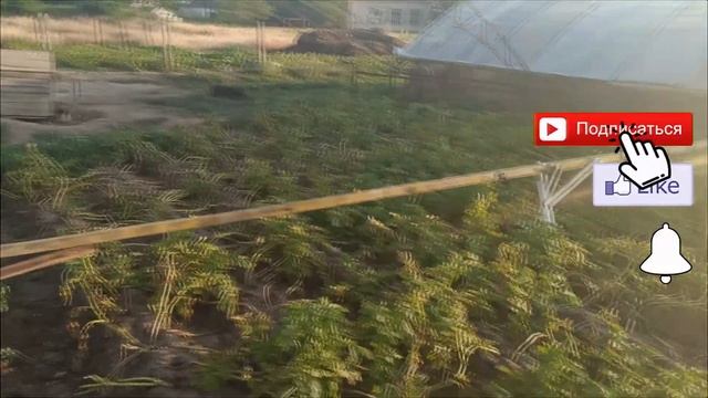 ВЫКОПАЛ КАРТОШКУ МОЙ УРОЖАЙ С 50 кг ПОСЕВНОГО МАТЕРИАЛА. Копка картофеля 2020 год. Уборка картофеля смотреть онлайн