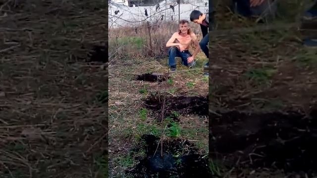 Барбарис,смородина)