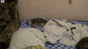 кот Фунтик и Васька отдыхают..