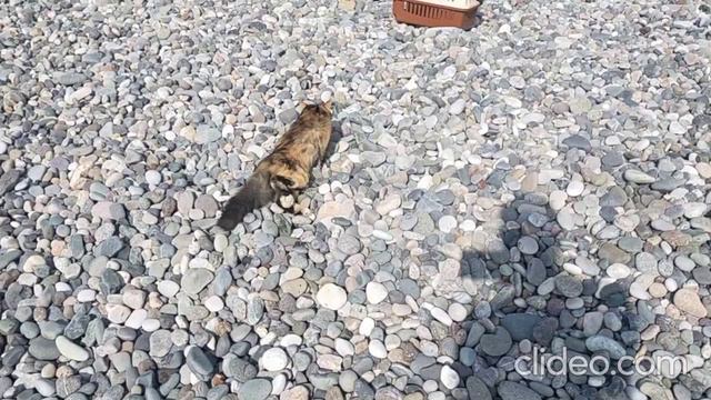 010_Бло-Бло убегает от моря в коробку и плотно закрывает за собой дверь