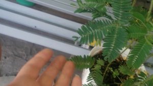 Стыдливая Мимоза, Стеснительная Недотрога