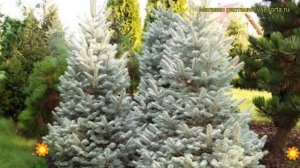 Пихта шершавоплодная Компакта. Краткий обзор, описание характеристик abies lasiocarpa Compacta