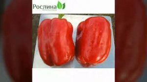 Перец сладкий. Красный великан.