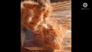 песня про симбу "милый кудряшка"