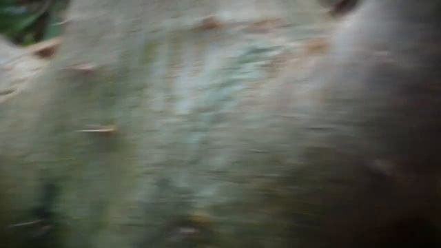 Адениум самый большой в России смотреть онлайн