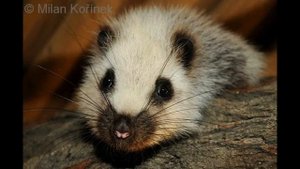 Северная тонкохвостая крыса