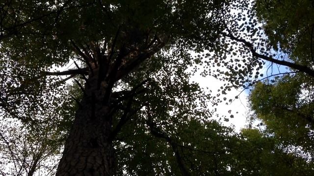 100 летняя сосна возле моей дачи (100 year old Pine tree) смотреть онлайн