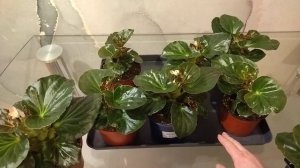 Бегония Мегаватт 4 месяца от всходов. Первые бутоны.