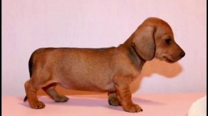 Щенки карликовой таксы тигрового и рыжего окрасов на продажу