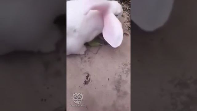 Оказывается у кроликов длинные хвосты! Теперь живите с этим... смотреть онлайн