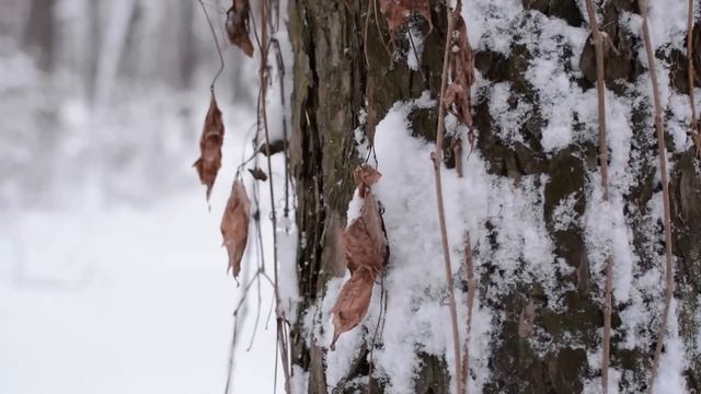 Григоровский бор Харьков середины зимы 2016 Харьков 2016, Kharkiv 2016 смотреть онлайн