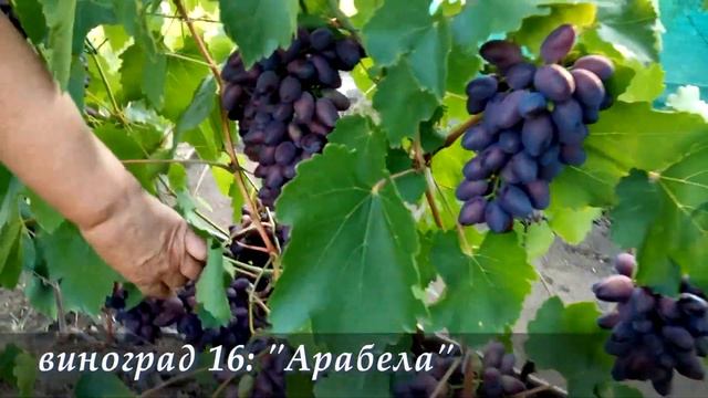 Ранние сорта винограда в Саратове