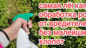 Максимально простой и удобный способ обработки роз от вредителей!!!