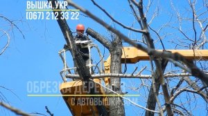 Обрезка деревьев с вышки