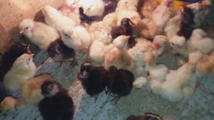 ЦЫПЛЯТА выводятся)  сколько буду оставлять для себя?