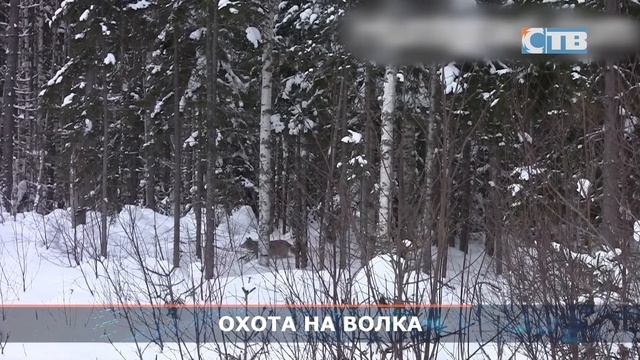 15.11.2023 Как получить 25 тысяч рублей за волка в Ленобласти? смотреть онлайн