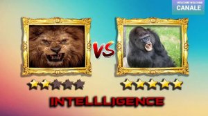 Lion VS Gorilla Real Fight - Gorilla VS Lion Amazing Predator Fights - Blondi Foks