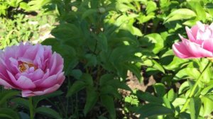 Пион KATHY S TOUCH/Кэти с Тач