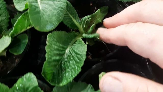 Мои неудачи и ошибки при выращивании примулы и цынерарии гибридной на 8 марта! смотреть онлайн