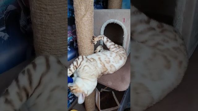 Снежный бенгальский кот линкс