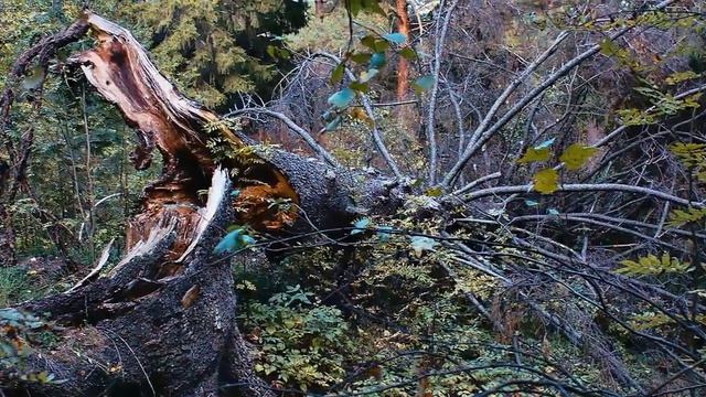 Золотая Осень 2018. Сентябрьские прогулки по золотому осеннему лесу. смотреть онлайн