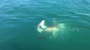 Нападение акулы каннибала