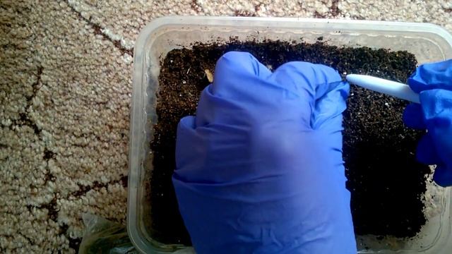 Мартагоны из семян. Часть 2 смотреть онлайн