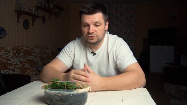 Земляника из семян. Как вырастить землянику и клубнику, простой способ размножения семенами дома. смотреть онлайн