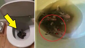 Три опоссума были найдены в унитазе!