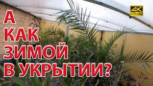 А как зимой у нас внутри укрытии тропических растений