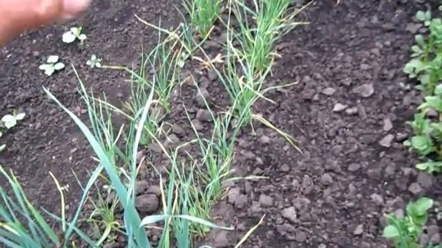 Мы выращиваем  чеснок двух сортов по новому способу смотреть онлайн